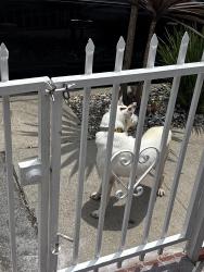 Found/Stray Unknown Dog last seen Edward Vincent oark, Inglewood, CA 90302