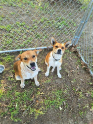 Found/Stray Female Dog last seen 41st and S 261st W Ave, Sand Springs, OK 74063