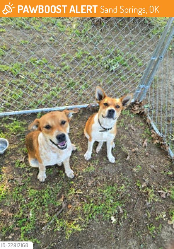 Found/Stray Female Dog last seen 41st and S 261st W Ave, Sand Springs, OK 74063