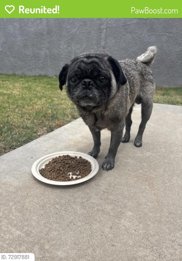 Reunited Male Dog last seen Firmona Ave. and 149th, Lawndale, CA 90260