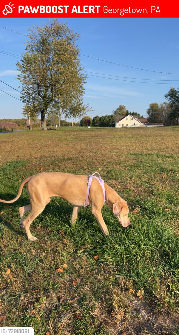 Lost Female Dog last seen Mill creek cemetery , Georgetown, PA 15043