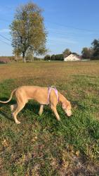 Lost Female Dog last seen Mill creek cemetery , Georgetown, PA 15043