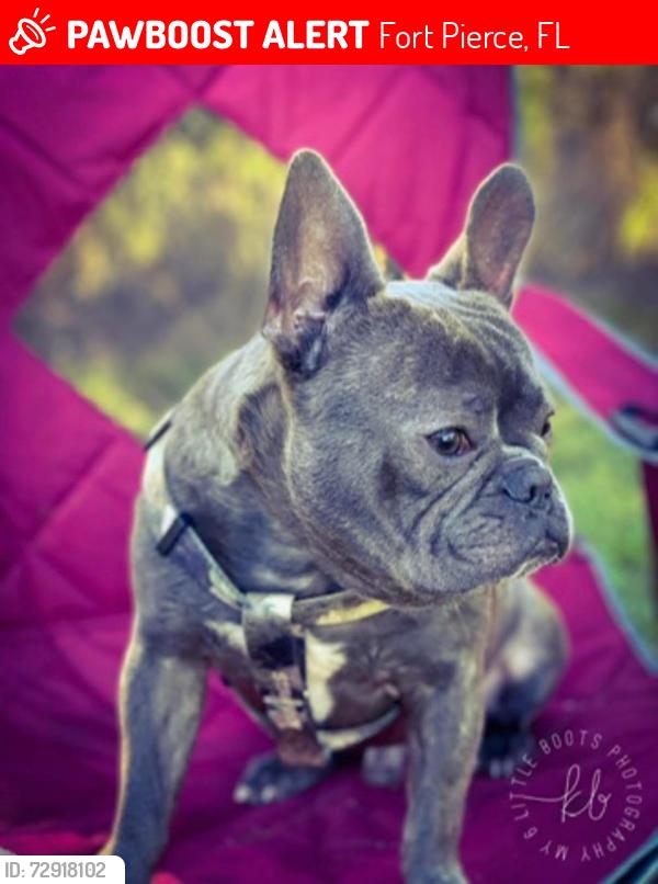Lost Male Dog last seen Near Metzger Road Fort Pierce Florida 34947, Fort Pierce, FL 34947