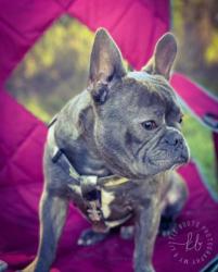 Lost Male Dog last seen Near Metzger Road Fort Pierce Florida 34947, Fort Pierce, FL 34947