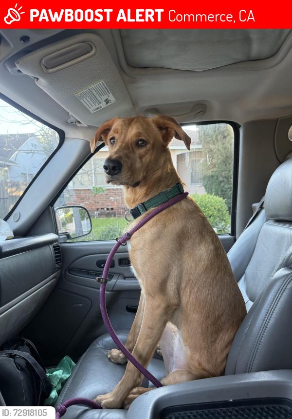 Lost Female Dog last seen Lovett & Mariana East Los Angeles, Commerce, CA 90040