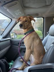 Lost Female Dog last seen Lovett & Mariana East Los Angeles, Commerce, CA 90040