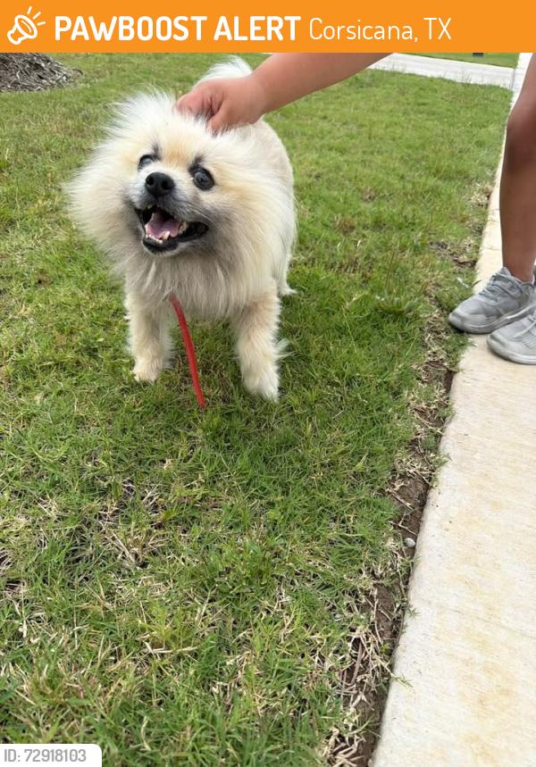 Found/Stray Male Dog last seen Seratoga St, Corsicana, TX 75110