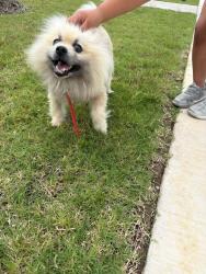 Found/Stray Male Dog last seen Seratoga St, Corsicana, TX 75110