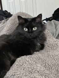 Lost Female Cat last seen Near 6th , Coralville, IA 52241