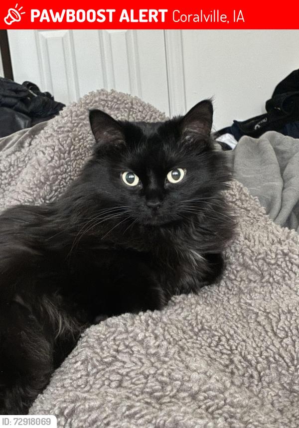 Lost Female Cat last seen Near 6th , Coralville, IA 52241