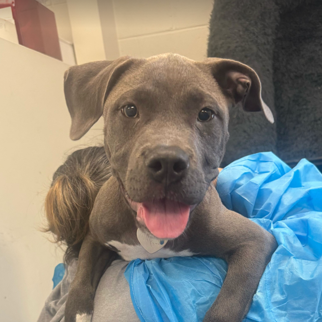 Shelter Stray Female Dog last seen , Los Angeles, CA 90018