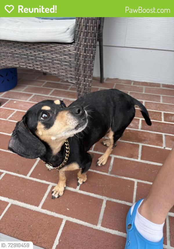 Reunited Female Dog last seen W 30th St, Houston, TX, USA, Houston, TX 77008