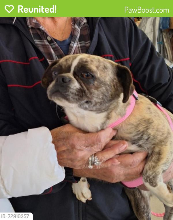 Reunited Female Dog last seen St. Albans High School, Saint Albans, WV 25177
