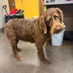 Shelter Stray Female Dog last seen , Norman, OK 73072