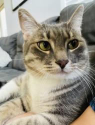 Lost Female Cat last seen Elizabeth st. And madison, Lombard, IL 60148