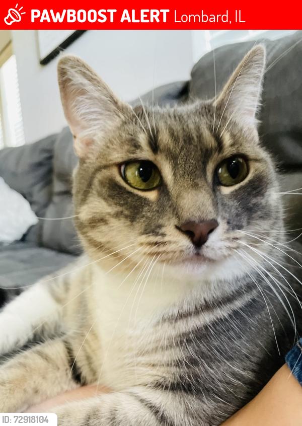 Lost Female Cat last seen Elizabeth st. And madison, Lombard, IL 60148