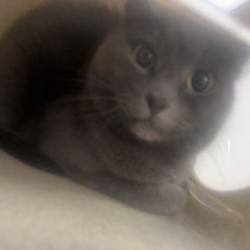 Shelter Stray Male Cat last seen , Philadelphia, PA 19140
