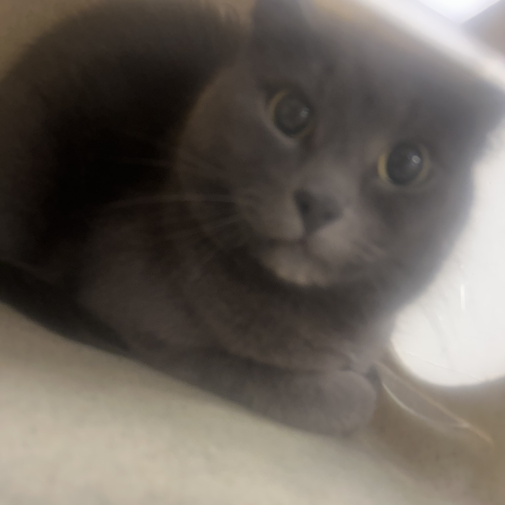 Shelter Stray Male Cat last seen , Philadelphia, PA 19140