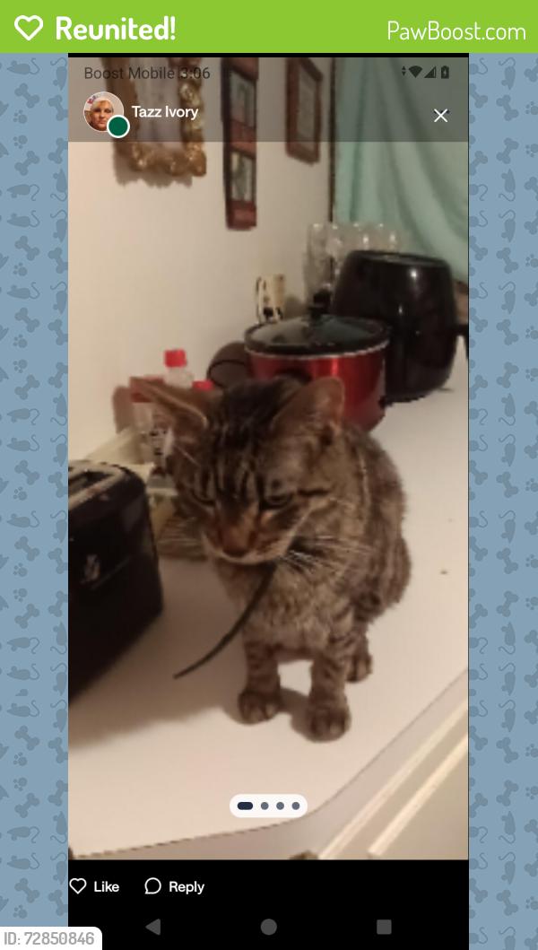 Reunited Female Cat last seen Webster and farwell, Milwaukee, WI 53211