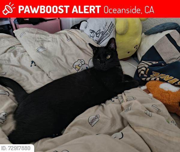 Lost Male Cat last seen South Coast Highway & Oceanside Blvd, Oceanside, CA 92054