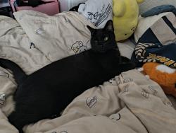 Lost Male Cat last seen South Coast Highway & Oceanside Blvd, Oceanside, CA 92054
