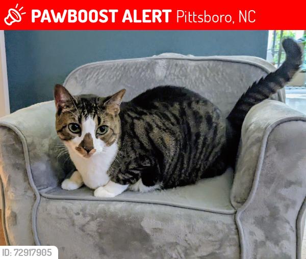Lost Female Cat last seen Near Block of Parker Herndon Rd, Yurt Village Road, Gladstone Trail, Pittsboro, NC 27312