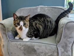 Lost Female Cat last seen Near Block of Parker Herndon Rd, Yurt Village Road, Gladstone Trail, Pittsboro, NC 27312
