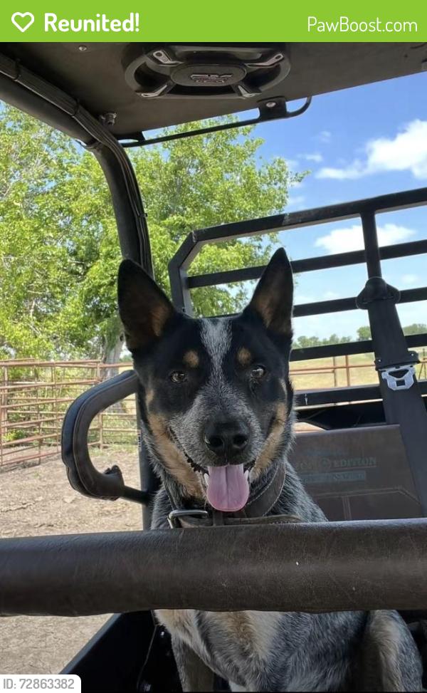 Reunited Male Dog last seen Barbarossa Road and Friedens Church Road, Guadalupe County, TX 78130