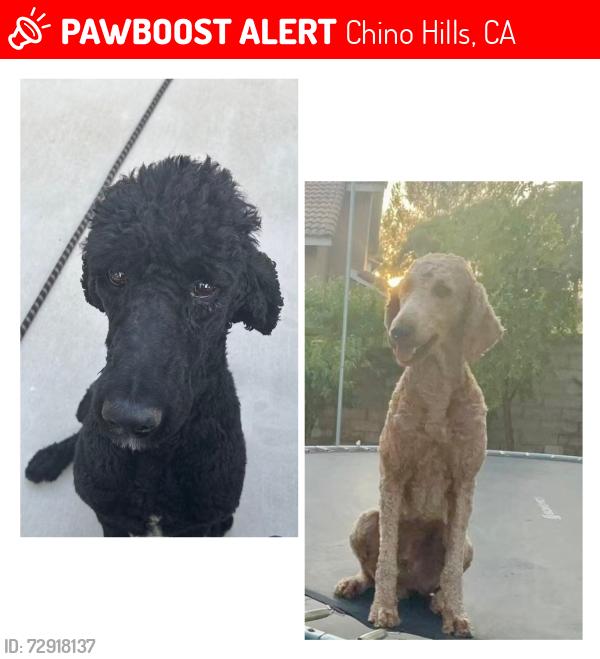 Lost Male Dog last seen Grand & Founders off Deer Haven CHINO HILLS CA, Chino Hills, CA 91709