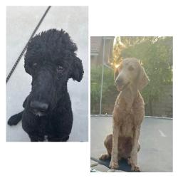 Lost Male Dog last seen Grand & Founders off Deer Haven CHINO HILLS CA, Chino Hills, CA 91709