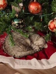 Reunited Female Cat last seen Huron , Green Bay, WI 54311