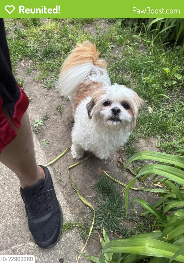 Reunited Unknown Dog last seen By golden gate was with another dog , Chicago, IL 60827