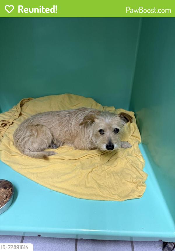 Reunited Male Dog last seen Laurel canyon North Hollywood , Los Angeles, CA 91606