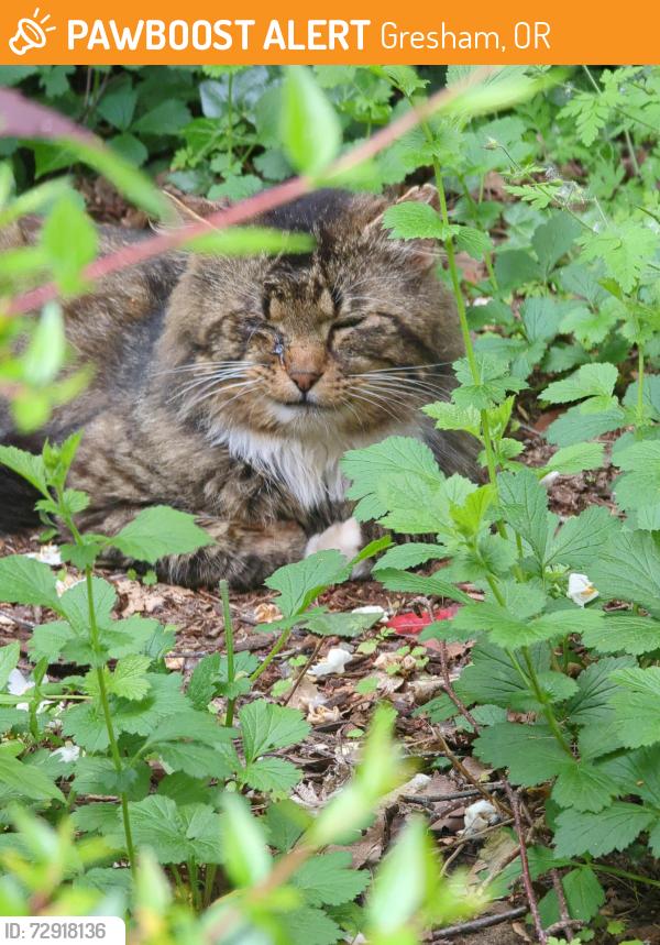 Found/Stray Unknown Cat last seen Ragnar road, Gresham, OR 97030