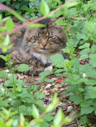 Found/Stray Unknown Cat last seen Ragnar road, Gresham, OR 97030
