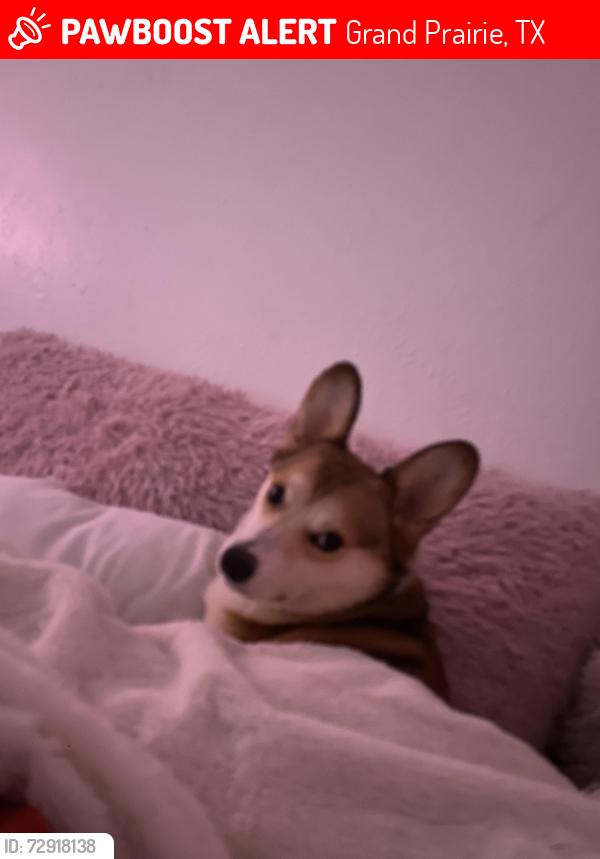 Lost Male Dog last seen Stonehenge dr, Grand Prairie, TX 75052
