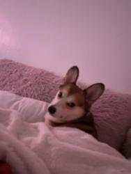 Lost Male Dog last seen Stonehenge dr, Grand Prairie, TX 75052