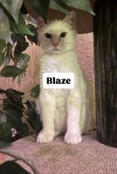 Reunited Male Cat last seen Garrison st, Oceanside, CA 92054