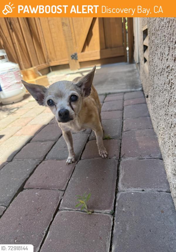 Found/Stray Female Dog last seen Near Lakeshore gate, Discovery Bay, CA 94514