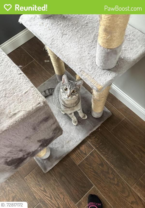 Reunited Male Cat last seen Near 152nd Ave NW, Ramsey, MN 55303, USA, Ramsey, MN 55303