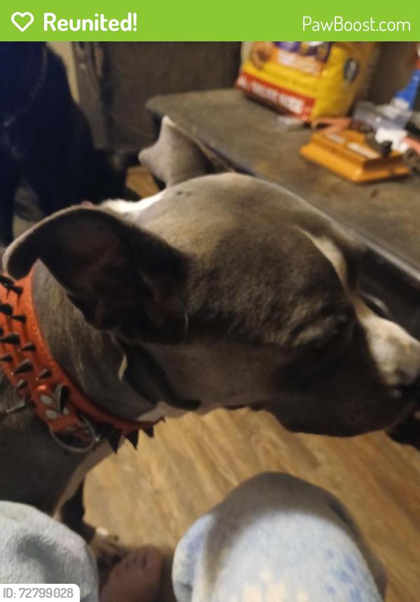 Reunited Male Dog last seen Smiley rd, Hamilton, OH 45013