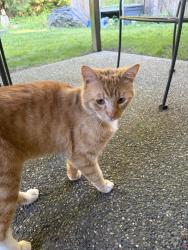 Found/Stray Male Cat last seen 82nd dr se, Lake Stevens, WA 98258