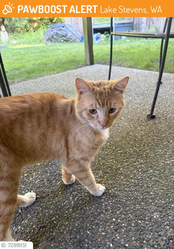 Found/Stray Male Cat last seen 82nd dr se, Lake Stevens, WA 98258