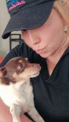 Reunited Female Dog last seen Sunny Acres & Bruce St, North Las Vegas, NV 89081
