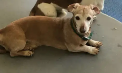 Reunited Male Dog last seen Fry Ln and Belhaven St, Hayward, CA 94545