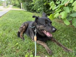 Found/Stray Female Dog last seen 67th and Lackman , Shawnee, KS 66216