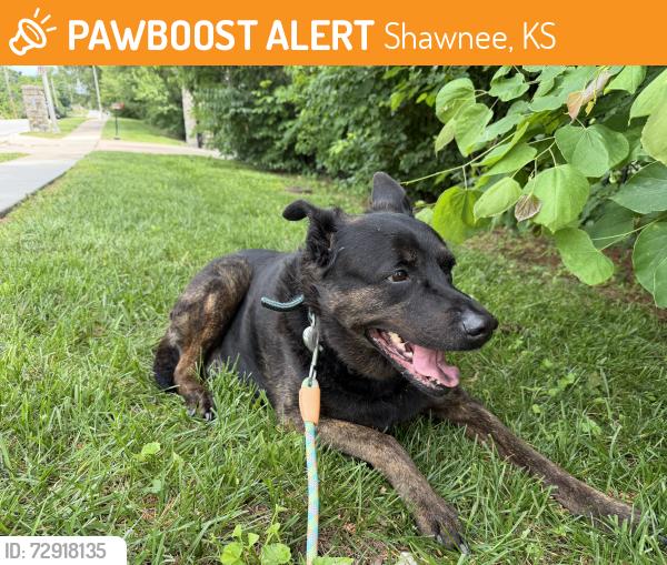 Found/Stray Female Dog last seen 67th and Lackman , Shawnee, KS 66216