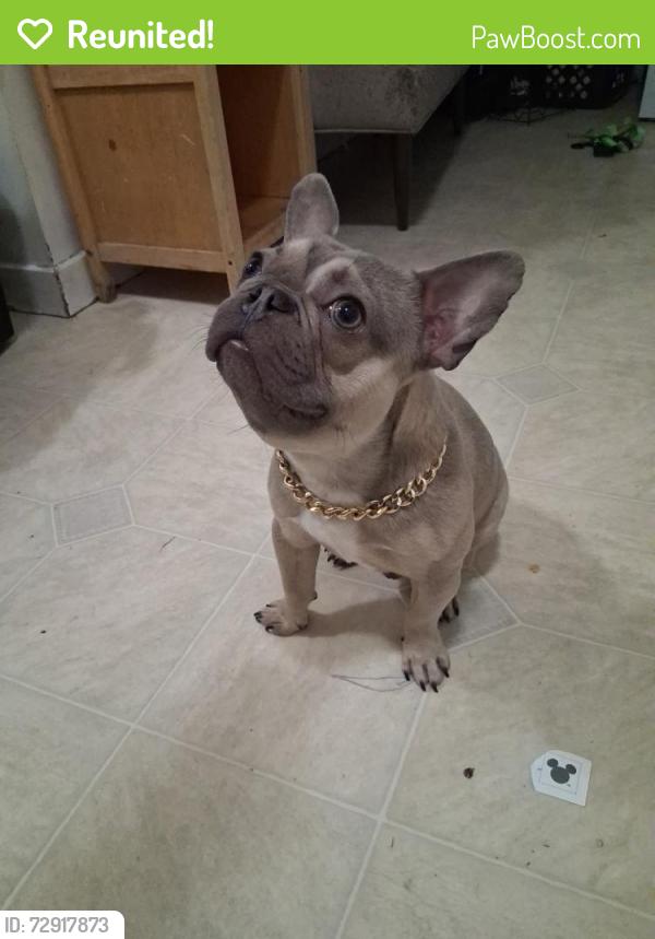 Reunited Male Dog last seen Blackstone & Olive, Fresno, CA 93728