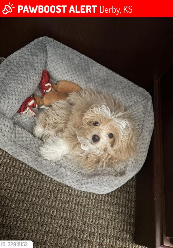 Lost Female Dog last seen Springcreek apmts , Derby, KS 67037