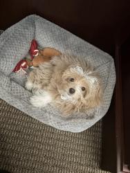 Lost Female Dog last seen Springcreek apmts , Derby, KS 67037